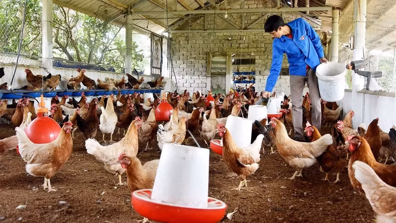 A farmer’s egg-laying chicken farm in Thanh Nguyen Commune, Thanh Liem District, Ha Nam Province. (Photo: TRAN HAI)