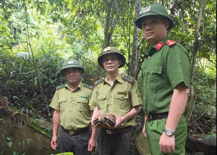 The rare elongated tortoise is released back into the wild at the Pu Hoat Nature Reserve in Nghe An province on June 29. (Photo: suckhoedoisong.vn)