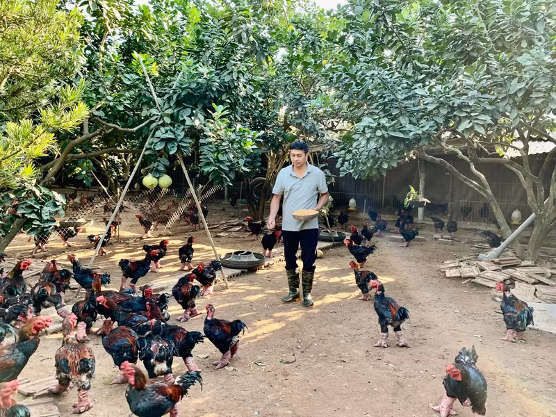 Farmers in Hoan Long commune, Hung Yen province, raise Dong Tao chickens in accordance with VietGAP standards.