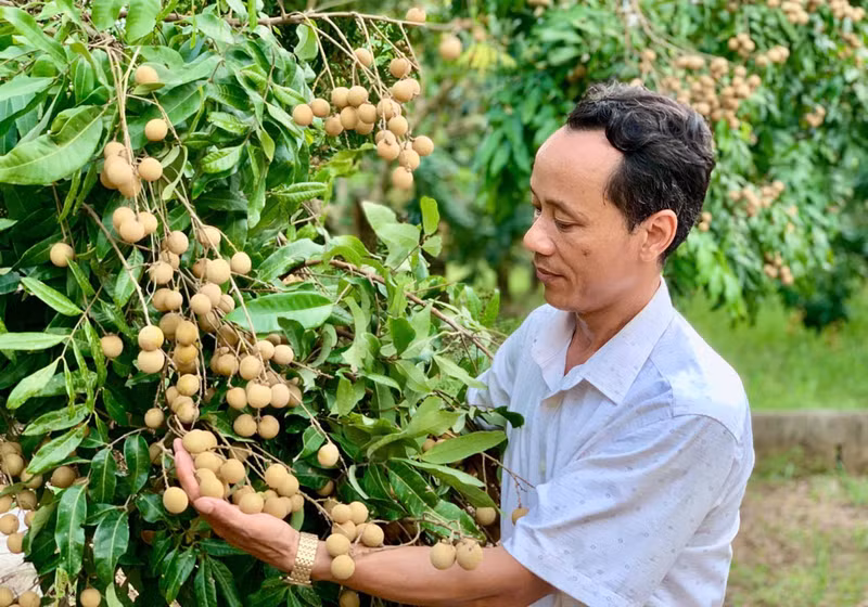 Farmers in Khoai Chau Commune, Hung Yen Province, enjoy a bumper longan harvest.
