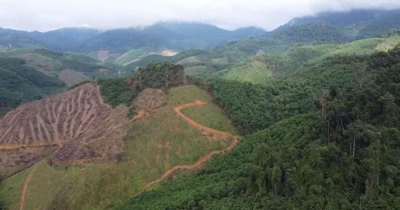 Da Nang, whose forest coverage rate ranks among the highest in the country, is considered to hold significant potential for the development of the carbon credit market. (Photo: Do Bao)