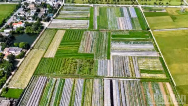 Hoang Luong Southern Herbal Cooperative, Hung Yen Province, has developed more than 70 hectares of medicinal plant cultivation areas.