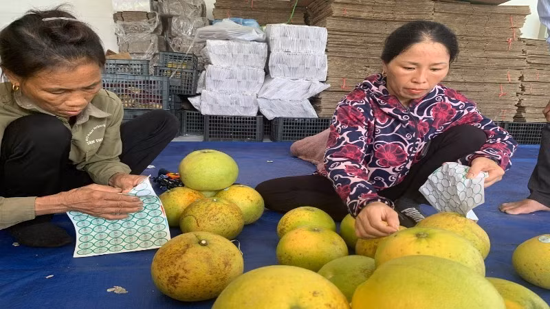 Residents attach QR codes for traceability to pomelos to ensure information transparency and contribute to protecting intellectual property rights for local agricultural products.