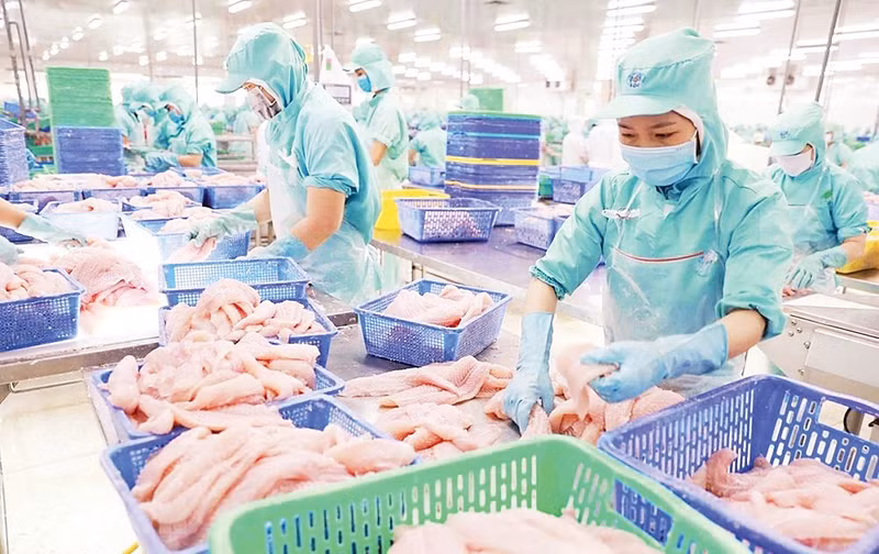 Workers processing pangasius fillets for export in Dong Thap Province. (Photo: VU SINH)