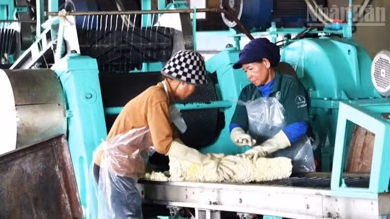 Vietnamese investment projects have received substantial support from the Cambodian Government, ministries, sectors, and local authorities, achieving significant results by creating jobs, contributing to state budget revenues, developing rural infrastructure, and supporting local social welfare programmes. Pictured are workers processing rubber latex at a Vietnamese-invested factory in Kampong Thom. (Photo: Huy Vu)