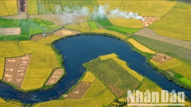 Bac Son fields during the rice harvest season. (Photo: VU LINH)
