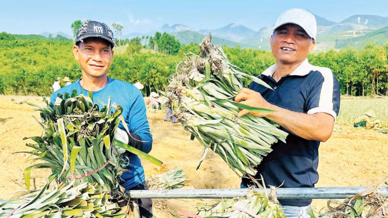 Residents in highland and border communes of Quang Ngai Province are partnering with businesses to form raw material zones.