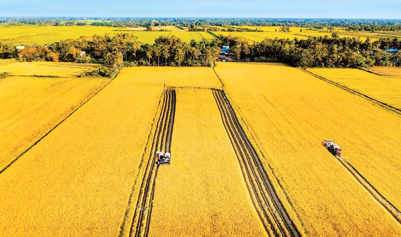 A harvest on a large-scale rice field in the Mekong Delta. (Photo: Nguyen Thanh Dung)