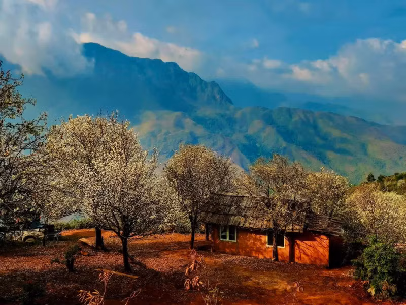 In Nam Nghep Village (Ngoc Chien Commune, Son La), hundreds of ancient son tra trees line the road. Between February and March, their blossoms turn the route into an ideal check-in destination. (Photo: Phuong PK)