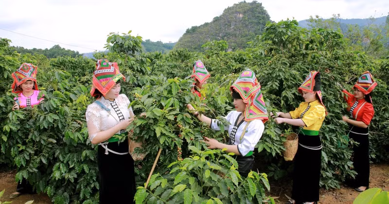 Residents of villages in Chieng An Ward, Son La Province, harvest coffee.