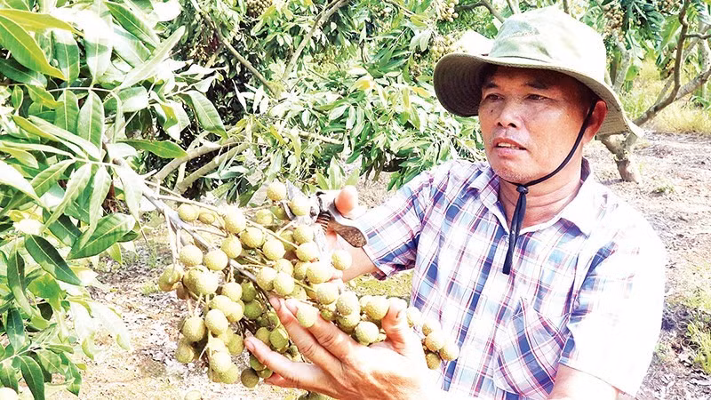 Farmers in Tan Hung commune, Hung Yen province, are enjoying a fruitful longan season.