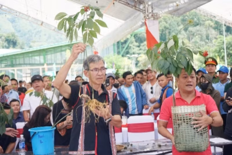 Ngoc Linh ginseng on display and for sale at the Ngoc Linh Ginseng Market, organised by Nam Tra My district, Quang Nam Province.