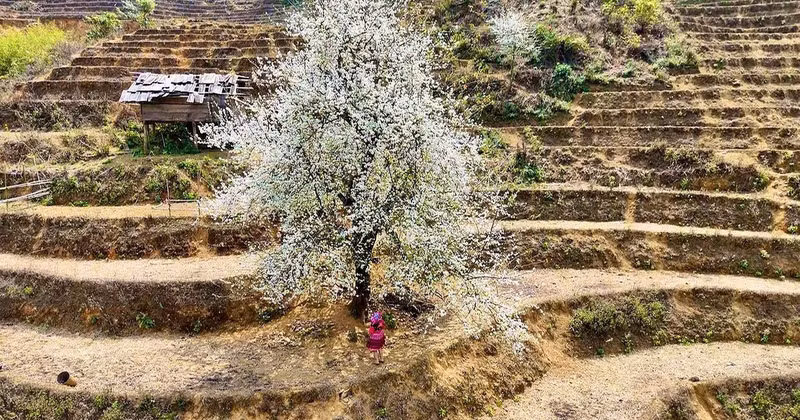 Ancient son tra (wild apple) trees burst into bloom like scenes from a fairy tale. (Photo: Bui Sy)
