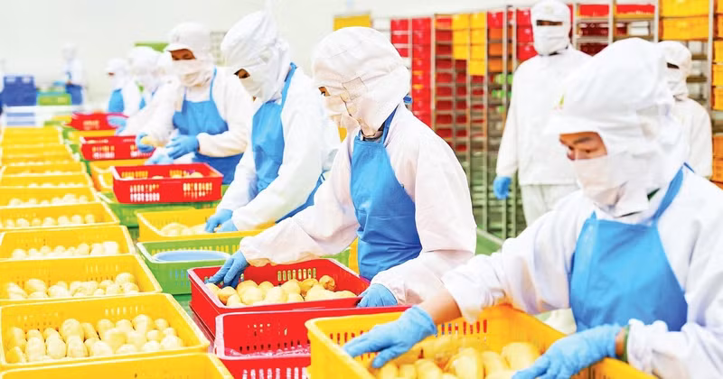 Preliminary processing of durians for export at Chanh Thu Fruit Import-Export Group JSC. (Photo: MINH ANH)