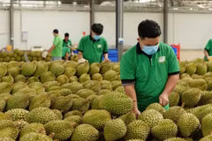 Durians are inspected before export at Chanh Thu Group. (Photo: Minh Anh)