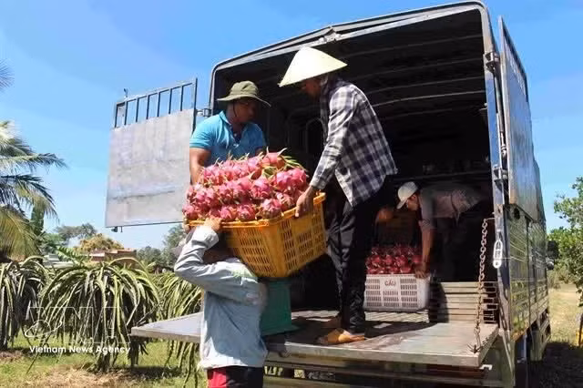 Harvesting dragon fruits in Lam Dong province. The EU is drafting new rules to tighten maximum residue limits for eight pesticide active ingredients for imported fruits from other countries, including Viet Nam. (Photo: VNA)