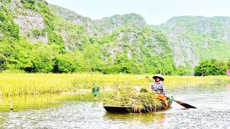 On Tam Coc fields, there are boats taking tourists for sightseeing, and the boats carry the joy of a golden harvest season.