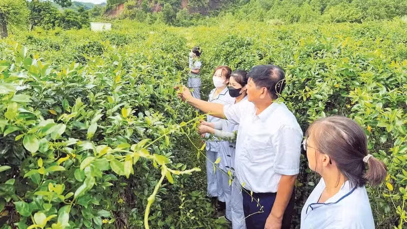 Pharmacists and employees of Dong Bac Medicinal Herbs Company (Quang Ninh) inspect the quality and harvest Gymnema sylvestre plants. (Photo: THANH MAI)