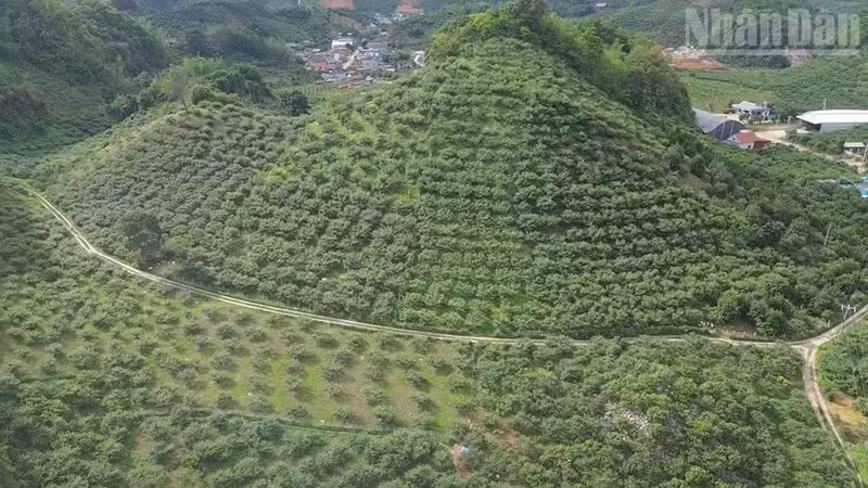 Currently, Son La province has 58 agricultural cooperatives with registered growing areas for export purposes.