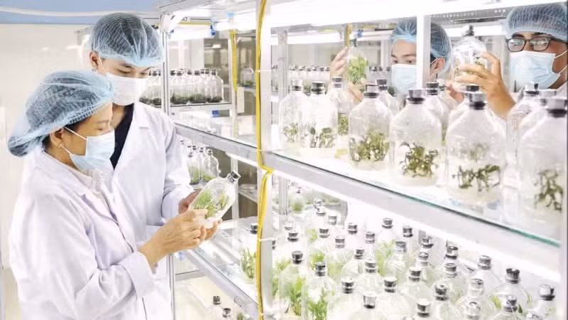 Guiding students in tissue culture research at the Da Nang Biotechnology Centre. (Photo: VINH CONG)