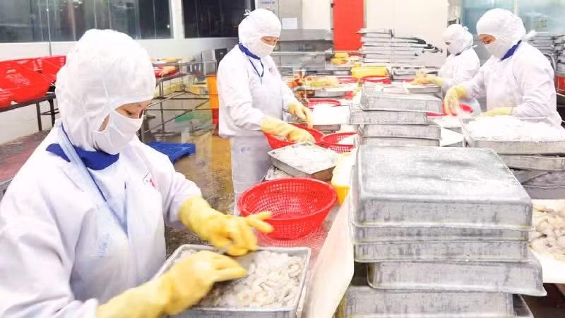 Processing shrimp for export at a business in Can Tho City. (Photo: DUC AN)