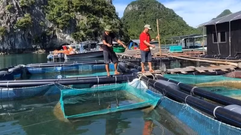 People in Quang Ninh Province are engaged in aquaculture at sea. (Photo: Nguyen Phuc)