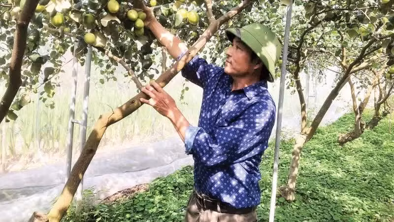 People in Ly Nhan commune (Ninh Binh province) grow the Da Mat 06 apple variety according to VietGAP standards, achieving high efficiency.
