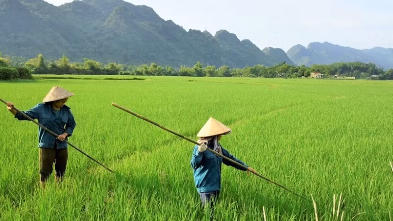A programme on comprehensive reform and improvement of vocational training quality for rural workers by 2030 has been approved. (Illustrative image)