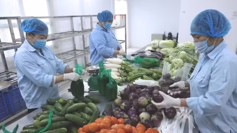 Processing and packaging vegetables at the Van Duc Agricultural Service Cooperative, Bat Trang Commune, Ha Noi. (Photo: VNA)