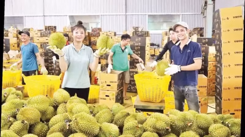 Durian purchasing in Krong Pac Commune, Dak Lak Province. (Photo: CONG LY)