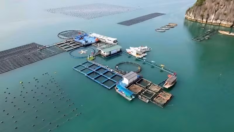 High-tech marine aquaculture farm in Van Don, Quang Ninh province, owned by STP Group. (Photo: NGUYEN THANH)