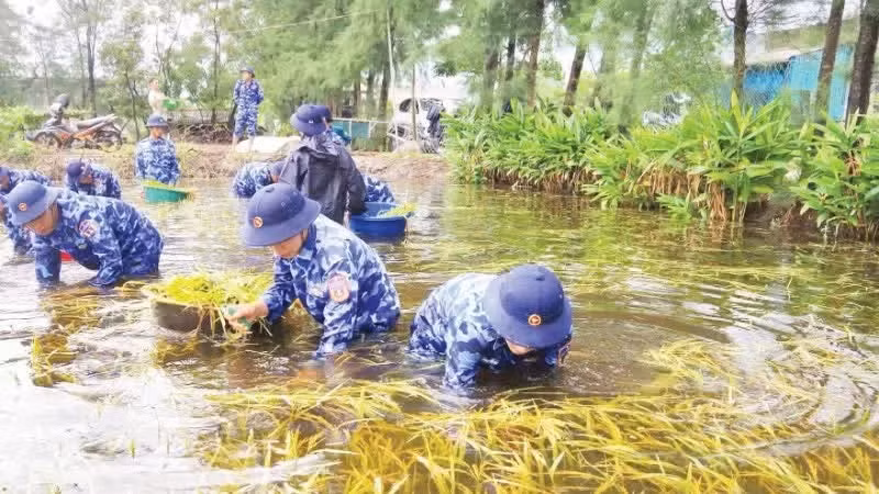 Officers and soldiers of Squadron No.202 assist farmers in Gio Hai commune, Quang Tri province in harvesting ripe rice that was flooded.