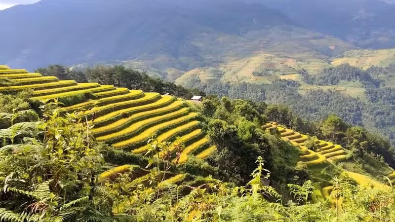 Lao Cai Province is actively linking its famous terraced field regions into a unified tourism route. (Photo: Duy Doanh)