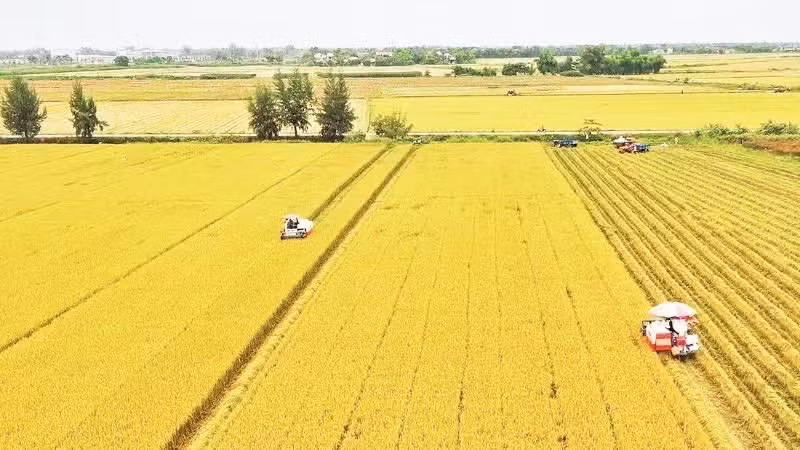Rice harvesting in the Mekong Delta. (Photo: VNA)
