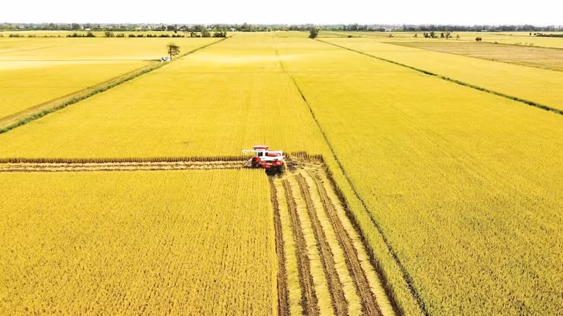 Low-emission rice farming helps Viet Nam participate more deeply in the carbon credit market in agriculture. (File photo)