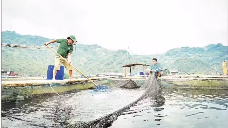 An aquaculture model operates at the Bay Tuyen Clean Fish Cooperative in Hoa Binh Ward, Phu Tho Province. (Photo: BAO LONG)
