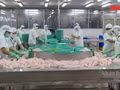 Video: Tackling bottlenecks to boost seafood exports