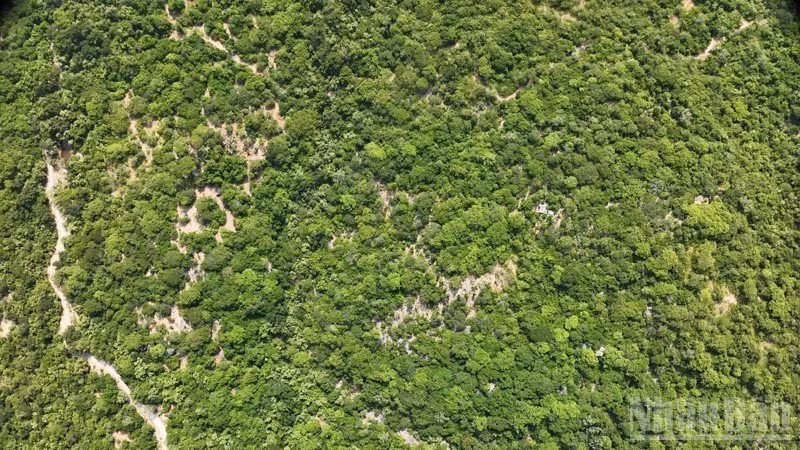 Nui Chua National Park is home to a diverse ecosystem, with 1,971 plant species, 83 mammal species, 233 bird species and 84 amphibian species... Among them, 43 animal species have been recorded as threatened according to the Viet Nam Red Data Book and the IUCN Red List. (Photo: NGUYEN TRUNG)