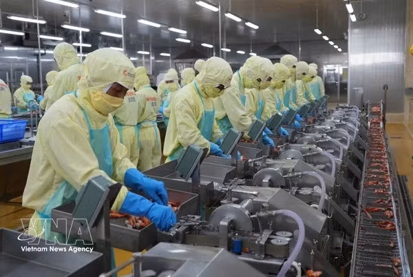 Workers process shrimp for export at the Minh Phu Seafood JSC in Ca Mau province. (Photo: VNA)