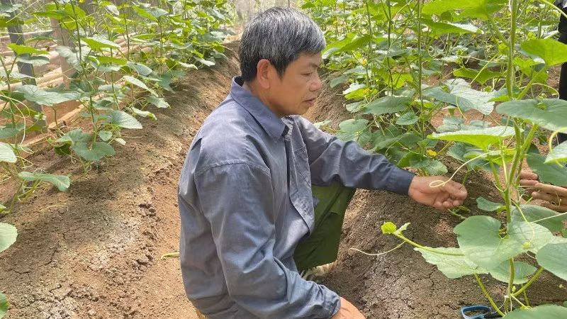 IPHM-based melon cultivation model in Bo Hamlet, Chieng An Ward, Son La City (Son La Province).