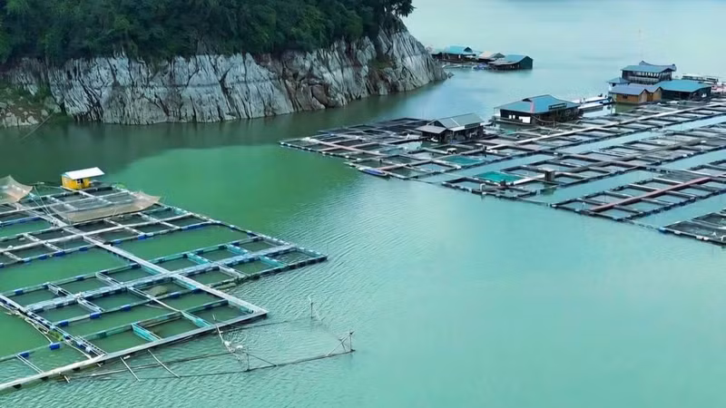 Fish farming in cages at Hoa Binh Lake (Phu Tho Province).