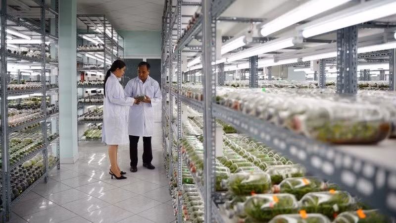 A tissue-cultured orchid breeding room at the Ho Chi Minh City High-Tech Agriculture Zone.