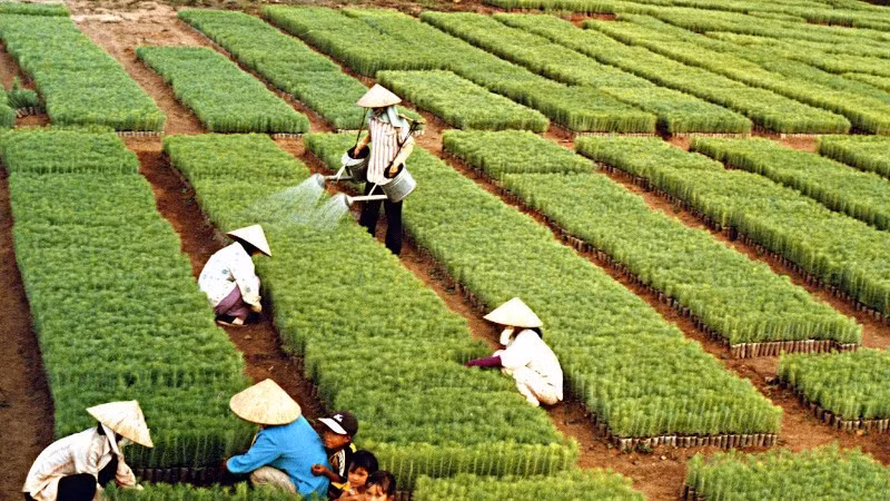 For more than six decades, the tree planting festival initiated by President Ho Chi Minh has become a cultural tradition each Spring.