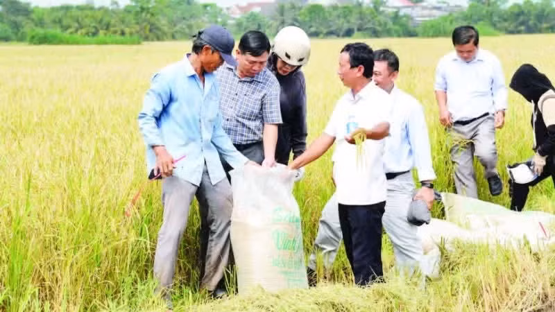 Rice production under the one-million-hectare high-quality rice linkage model in the Mekong River Delta.