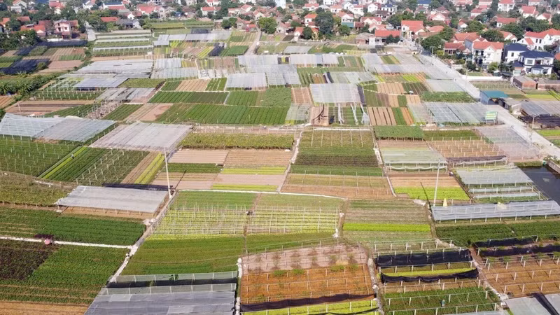 A safe vegetable production area operated by the Tu Xa Safe Vegetable Cooperative in Phung Nguyen Commune, Phu Tho Province. (Photo: VNA)