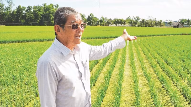 Agronomist-engineer Ho Quang Cua in a field of ST25 rice variety. (Photo: NGUYEN THANH PHONG)