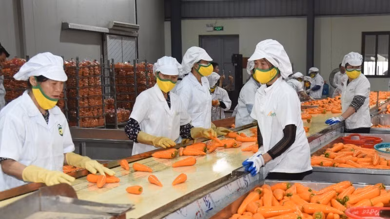 Fruit and vegetable exports are likely to hit the 8 billion USD turnover mark in 2025.