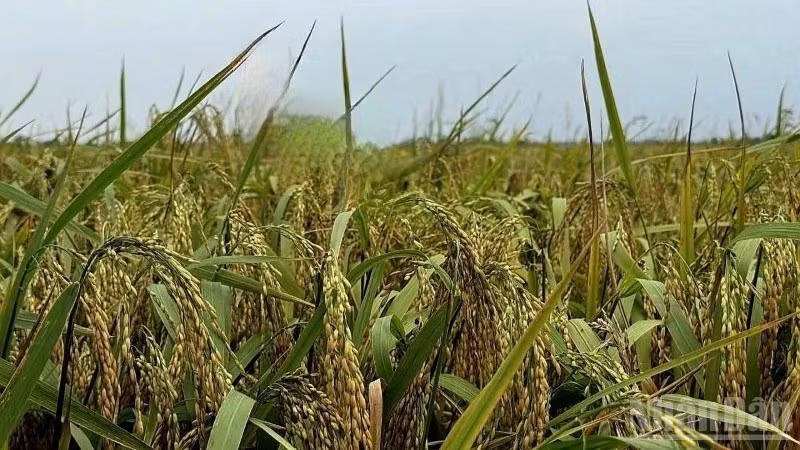Autumn rice ready for harvest. (Photo: HNV)