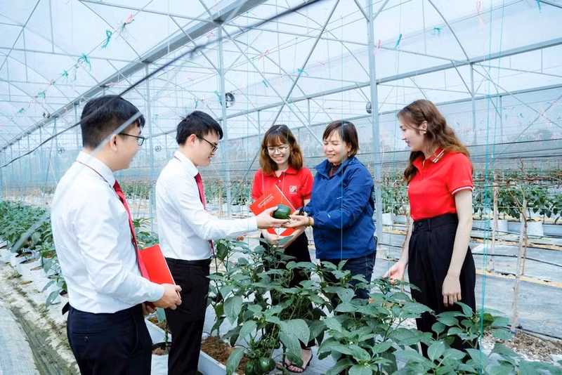 Green credit loan packages with preferential interest rates are encouraging customers to invest in high-tech agriculture. (Photo: KHAI CA)