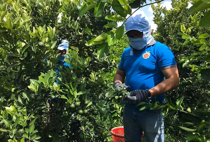 Harvesting seedless limes at OCOP Organic Fruit Cooperative (Photo provided by the cooperative)